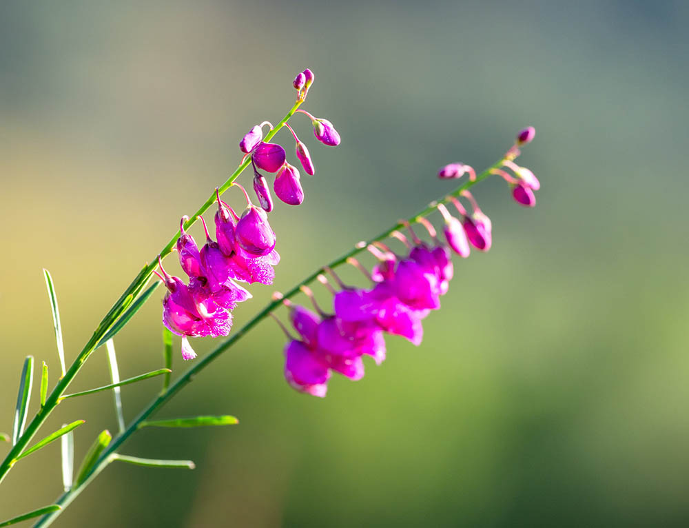 Meester, gee U nie om nie?