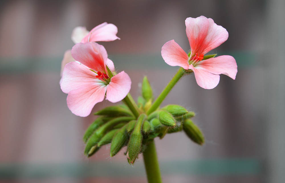 Wedergeboorte – wondergeboorte