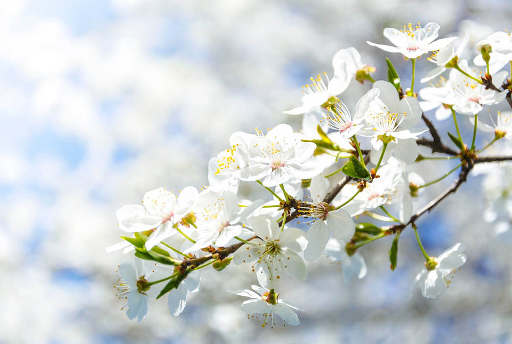 Die Groot-Trek in die Bybel