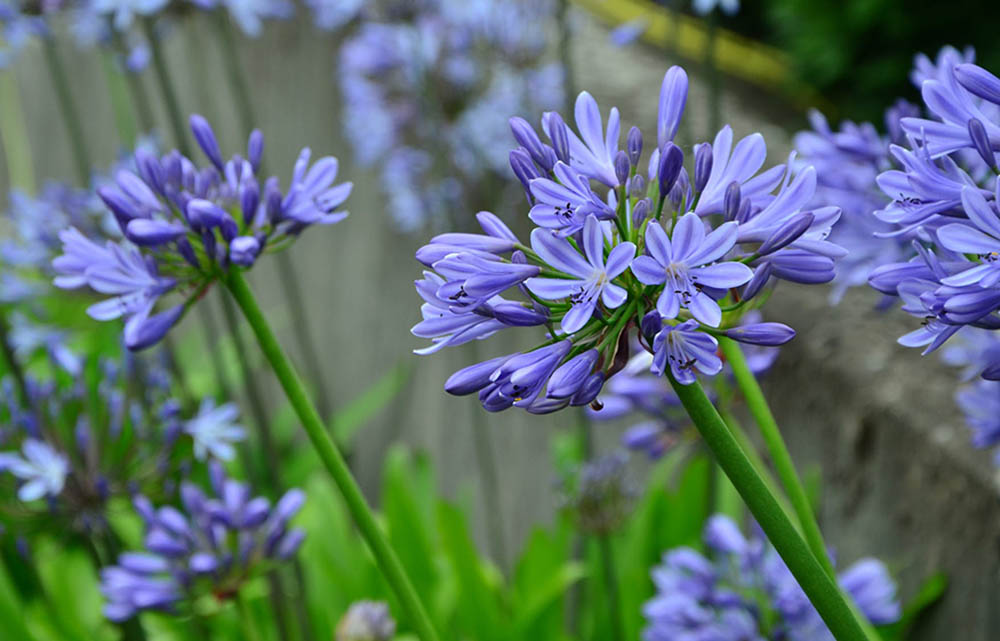 Waaragtige en regverdige mens