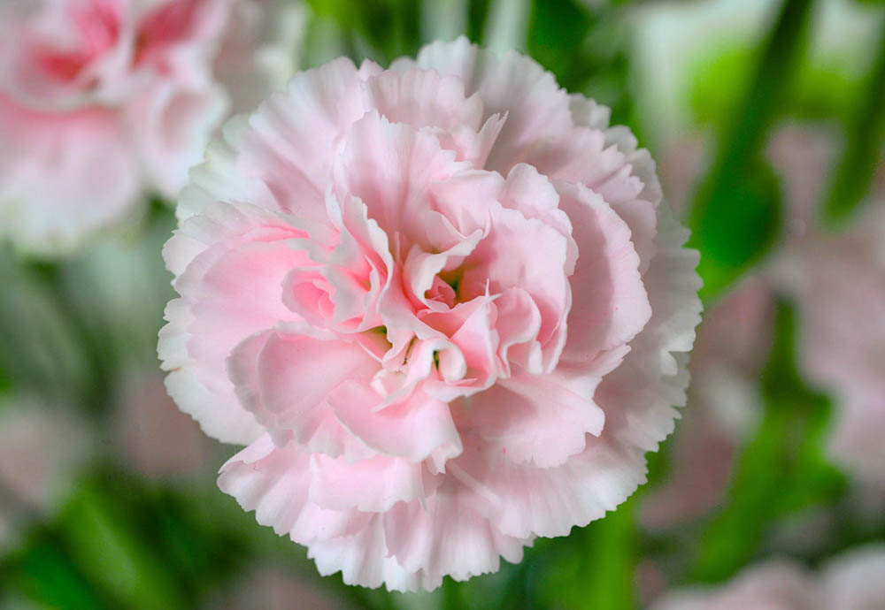 Onse Here Jesus Christus